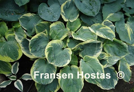 Hosta Pizzazz